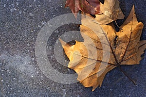 Winter leaves on ice of a lake photo