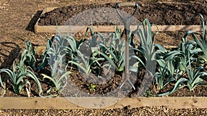 Winter Leeks Growing