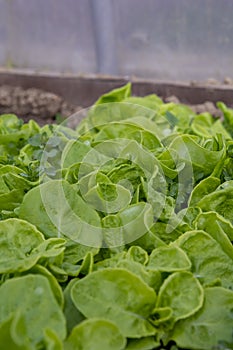 Winter lettuce growing in the greenhouse. Organic vegetable garden. Fresh healthy food