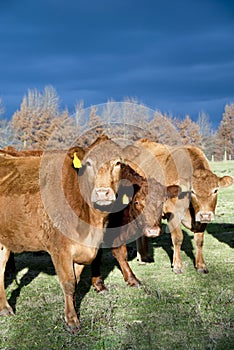 Winter Limousin Cattle