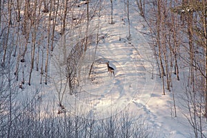 Winter in Lithuania