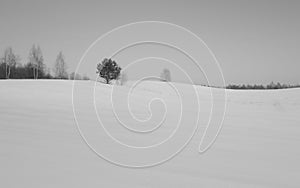 Winter Lithuania forest