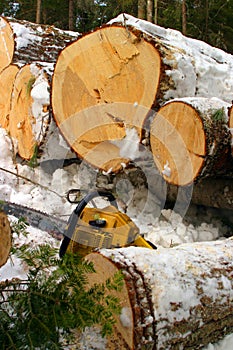 Winter logging photo