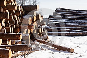 Winter logging of coniferous timber in the forest