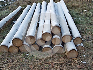 Winter logging in the forest