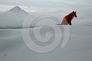 Winter loneliness, the fox life