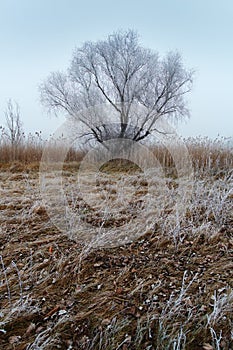 Winter lonely tree