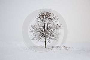 Winter lonely tree
