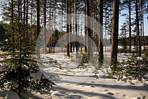 Winter with lots of snow in Russian forest