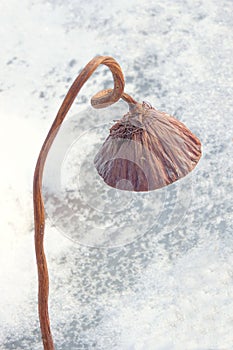 Winter lotus seedpod