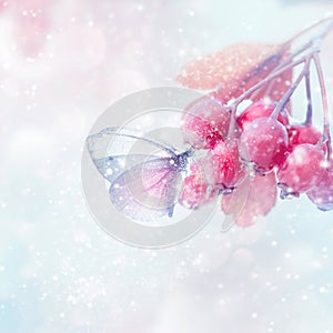 Winter magic forest tale. Fragile tender butterfly and pink berries in a snowy forest. Winter and autumn concept. Soft focus.