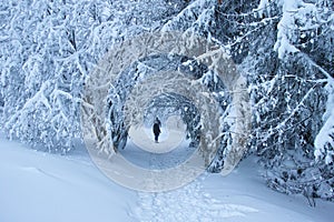 Winter magic, people walk in snowy forest