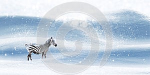 Winter magical Christmas image. Zebra on a snowy background. Snowfall. Winter fairyland. Free space for text.