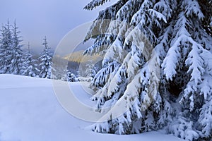 Winter majestic forest near the snow.  Winter landscape with snow-covered fir trees in the mountains.