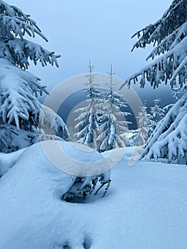 Winter majestic forest near the snow.  Winter landscape with snow-covered fir trees in the mountains.