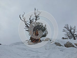 Majestätisch aus uralt Wüste tot geknackt kiefer ein Baum um felsig berge skigebiet in der Nähe auf der 