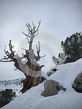 Winter majestic view of ancient desert dead gnarly pine tree, around Wasatch Front Rocky Mountains, Brighton Ski Resort, close to