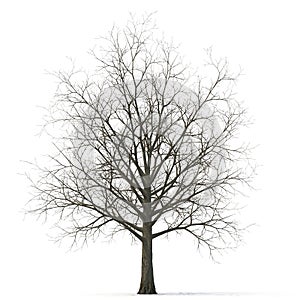 Winter maple tree isolated on white. 3D illustration