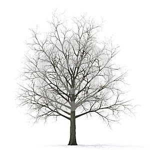 Winter maple tree isolated on white. 3D illustration