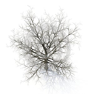 Winter maple tree isolated on white. 3D illustration