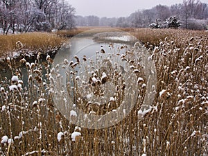 Winter Marsh