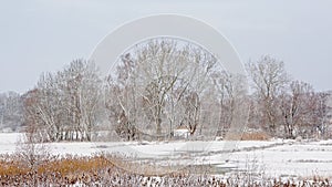 Winter marsh landscape covered in snow with bare trees and golden reed in the Flemish countryside