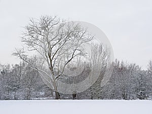 Winter marsh landscape covered in snow with bare trees and shrubs in the Flemish countryside.