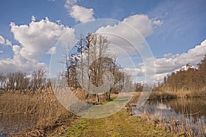 Winter marsh landscape with reed and bare trees in the Flemish countryside