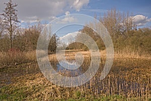 Winter marsh landscape with reed and bare trees in the Flemish countryside