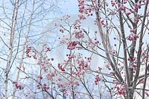 Winter matte background with red rowan berries on tree branches covered with frost