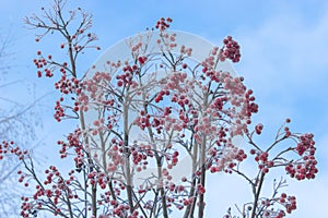 Winter matte background with red rowan berries on tree branches covered with frost. Soft focus, blur