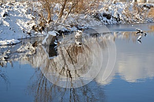 Winter meadow lake with flooded stumps, snow-covered shore