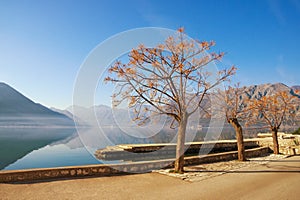 Winter Mediterranean landscape with Chinaberry trees