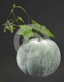 Winter Melon