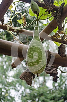 Winter melon