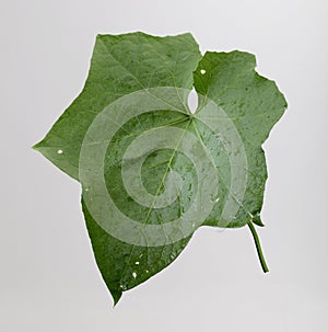 Winter Melon Leaf