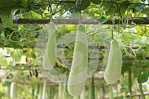 Winter melon and squash hanging on tructure