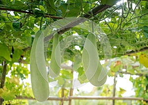 Winter melon and squash hanging on tructure