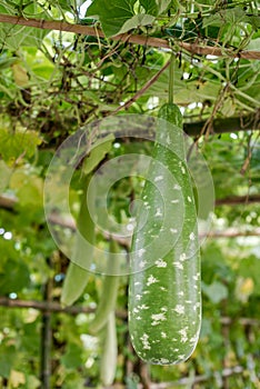 Winter melon and squash hanging on tructure