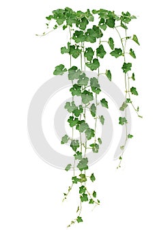 Winter melon or wax gourd vines with thick green leaves and tend