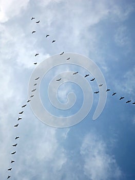 Winter Migration -- Migratory birds heading south for winter photo