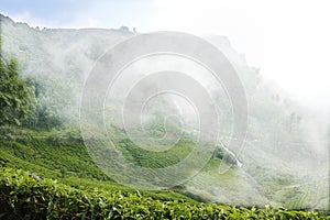 Winter mist over Munnar- Tea gardens