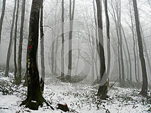 Winter mist in snow covered forest