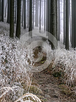 Winter misty forest