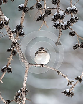 Winter Mockingbird