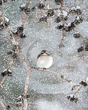 Winter Mockingbird