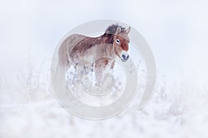 Winter Mongolia. Przewalski`s Horse with snow, nature habitat in Mongolia. Horse in stepee grass. Wildlife in Mongolia. Equus