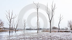 Winter morning at Arcot Pond.