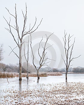 Winter morning at Arcot Pond.