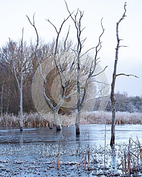 Winter morning at Arcot Pond.